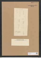 Diatomeae indet. Zeichnungen Sammlung Grunow Nr. 4464 (NHMW-BOT-W0372422)